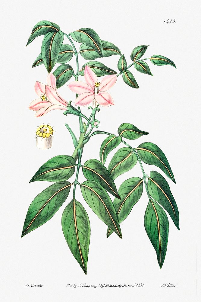 Pink Turraea pinnata from Edwards&rsquo;s Botanical Register (1829&mdash;1847) by Sydenham Edwards, John Lindley, and James…