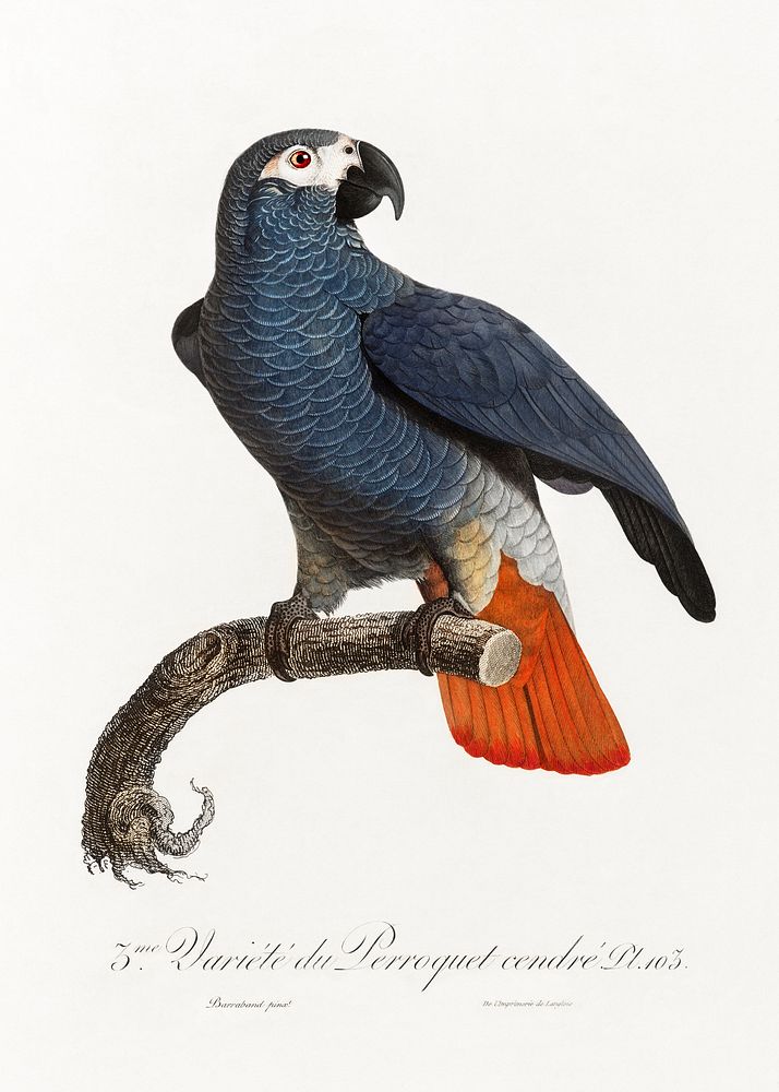 The Grey Parrot, Psittacus erithacus from Natural History of Parrots (1801&mdash;1805) by Francois Levaillant. Original from…
