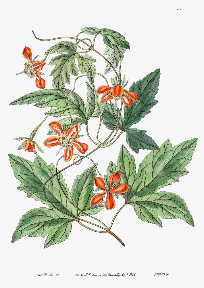 Red loasa from Edwards&rsquo;s Botanical Register (1829&mdash;1847) by Sydenham Edwards, John Lindley, and James Ridgway.