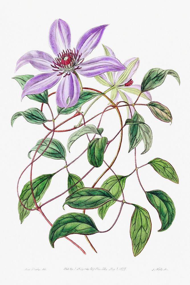 Violet clematis flower from Edwards&rsquo;s Botanical Register (1829&mdash;1847) by Sydenham Edwards, John Lindley, and…