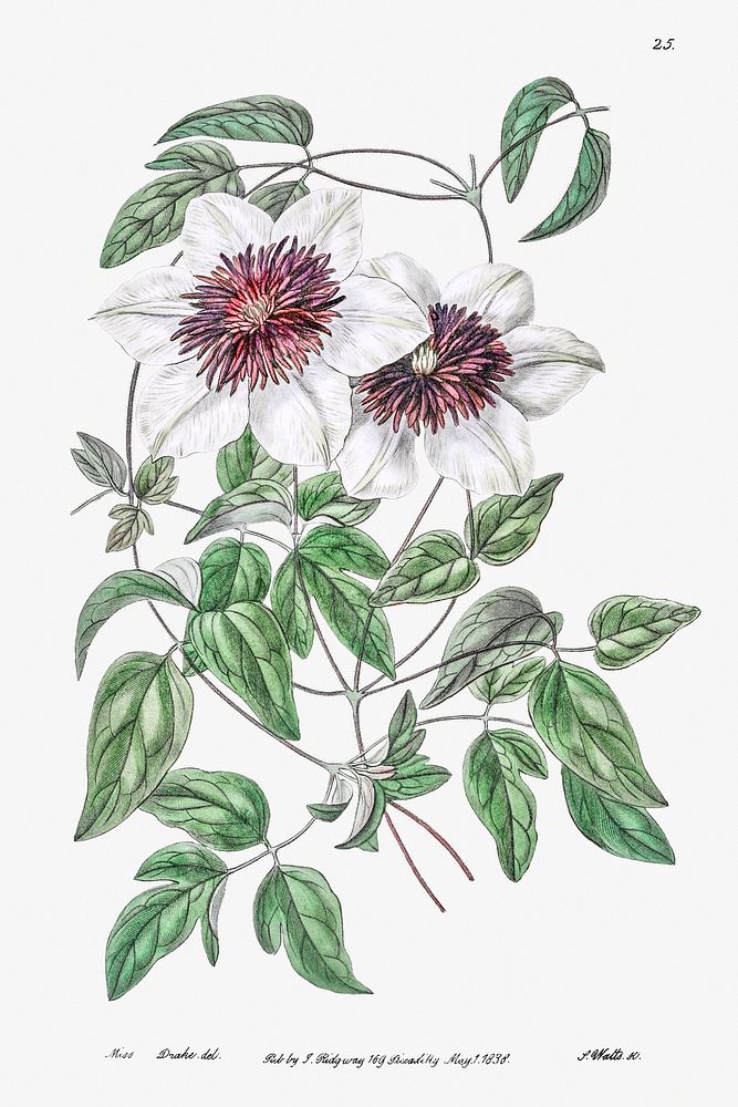 Siebald's clematis from Edwards&rsquo;s Botanical Register (1829&mdash;1847) by Sydenham Edwards, John Lindley, and James…