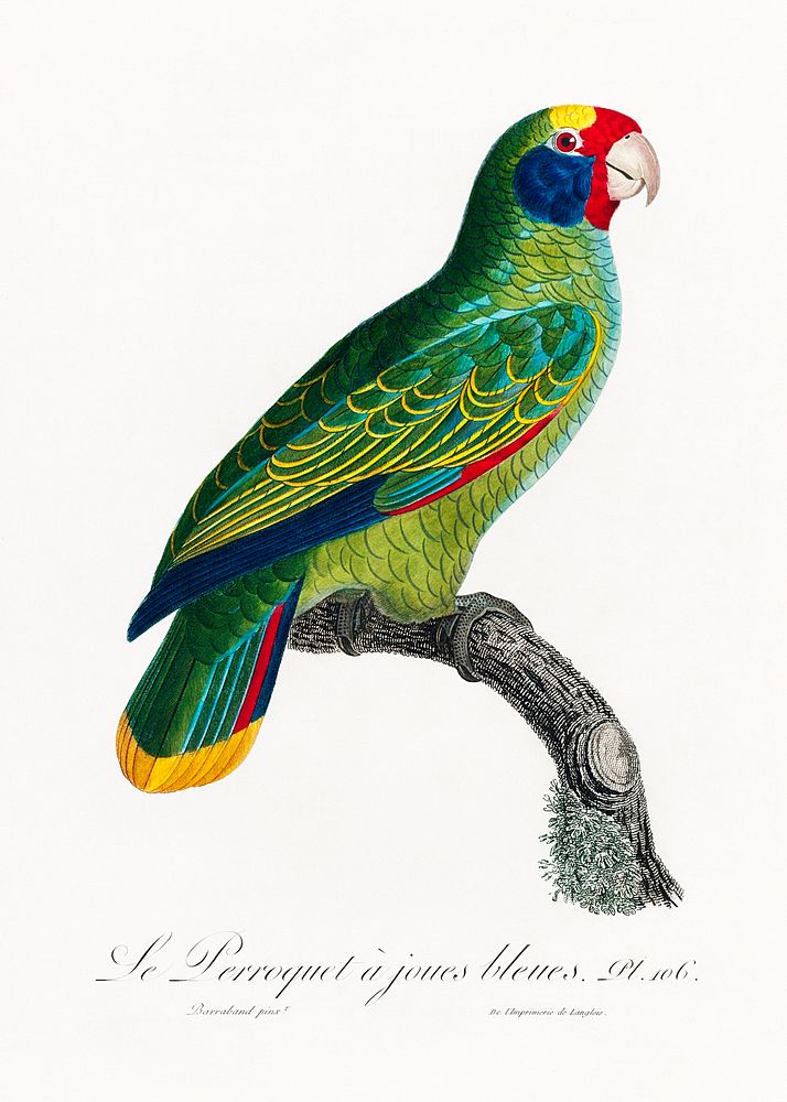 Red-and-Blue Amazon, Amazona caeruleocephala from Natural History of Parrots (1801&mdash;1805) by Francois Levaillant.…