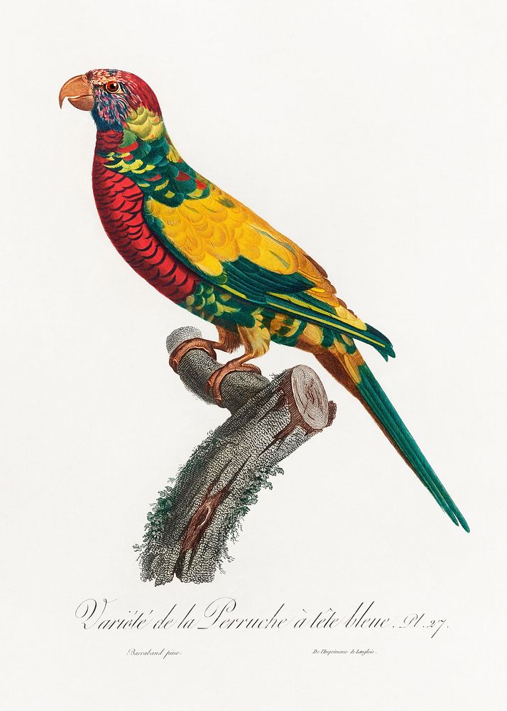 The Rainbow Lorikeet, Trichoglossus moluccanus from Natural History of Parrots (1801&mdash;1805) by Francois Levaillant.…