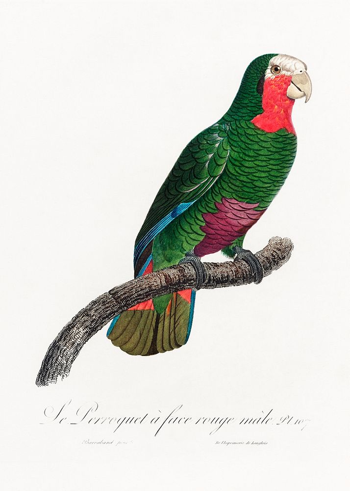 The Cuban Amazon, Amazona leucocephala from Natural History of Parrots (1801&mdash;1805) by Francois Levaillant. Original…