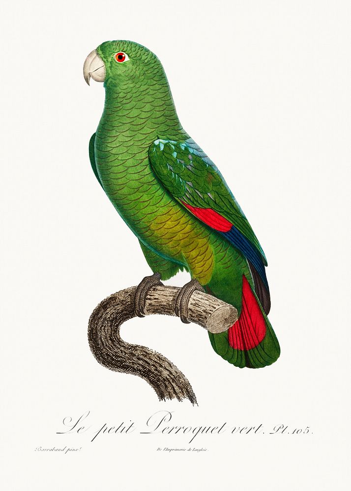 The Black-Billed Amazon, Amazona agilis from Natural History of Parrots (1801&mdash;1805) by Francois Levaillant. Original…