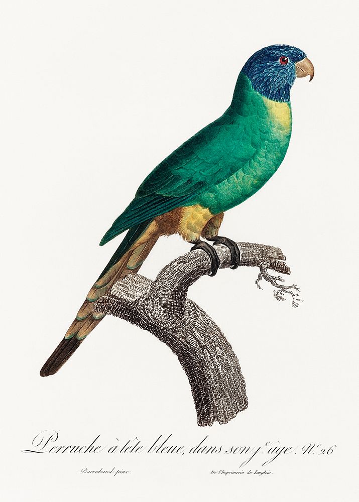 The Blue-Crowned Parakeet, Thectocercus acuticaudatus from Natural History of Parrots (1801&mdash;1805) by Francois…