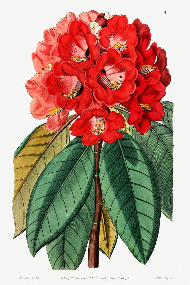 Rhododendron rollissonii from Edwards&rsquo;s Botanical Register (1829&mdash;1847) by Sydenham Edwards, John Lindley, and…
