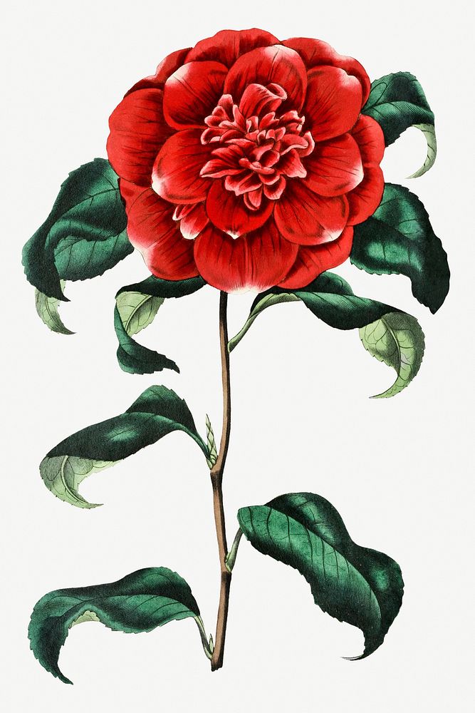 Vintage Mr. Reeves's crimson camellia for decoration