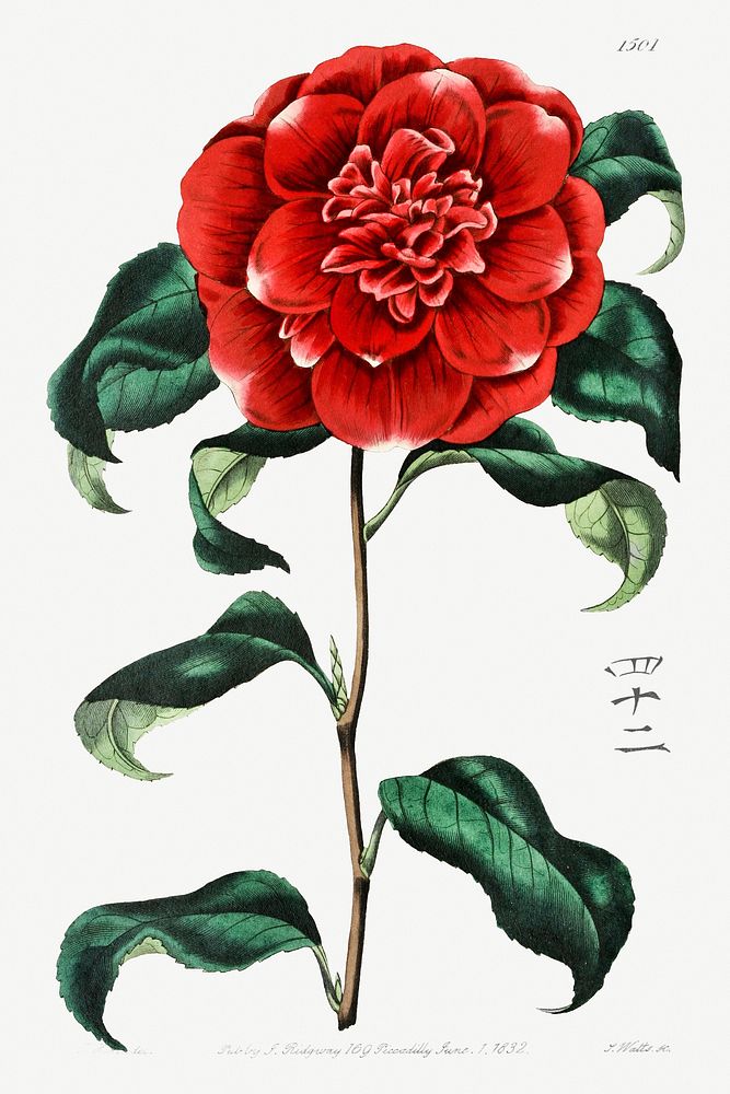 Mr. Reeves's crimson camellia from Edwards&rsquo;s Botanical Register (1829&mdash;1847) by Sydenham Edwards, John Lindley…