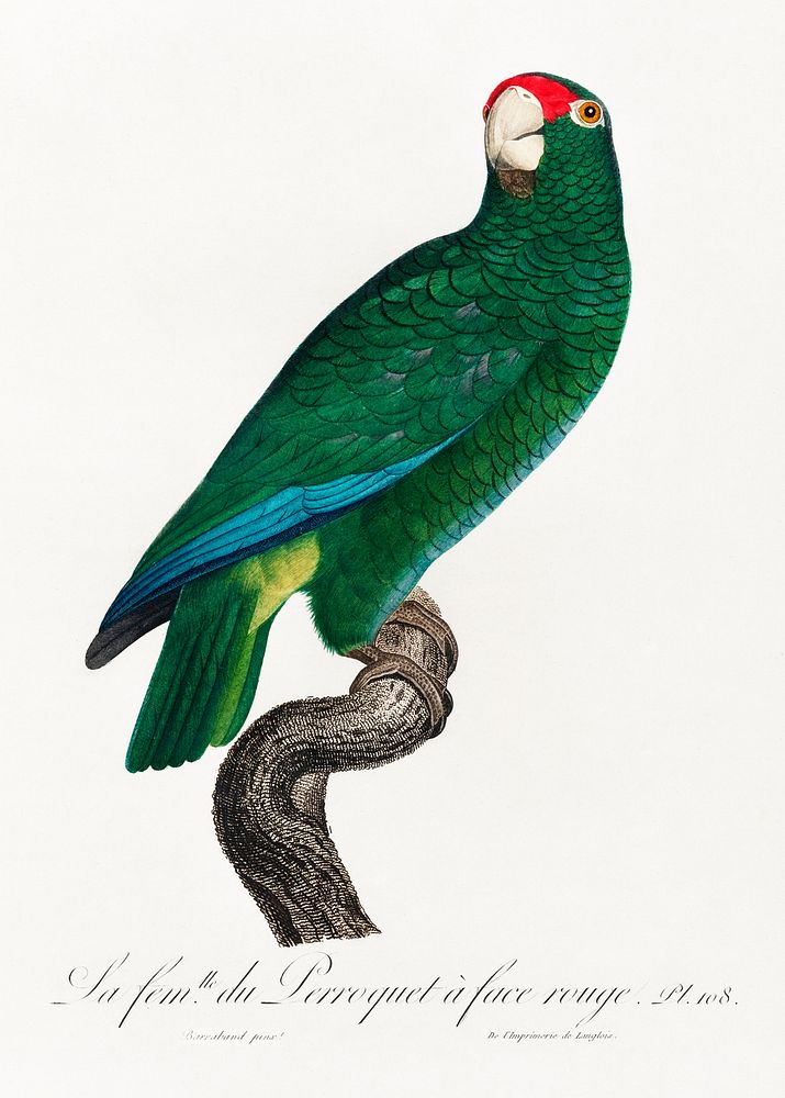 The Cuban Amazon, Amazona leucocephala from Natural History of Parrots (1801&mdash;1805) by Francois Levaillant. Original…