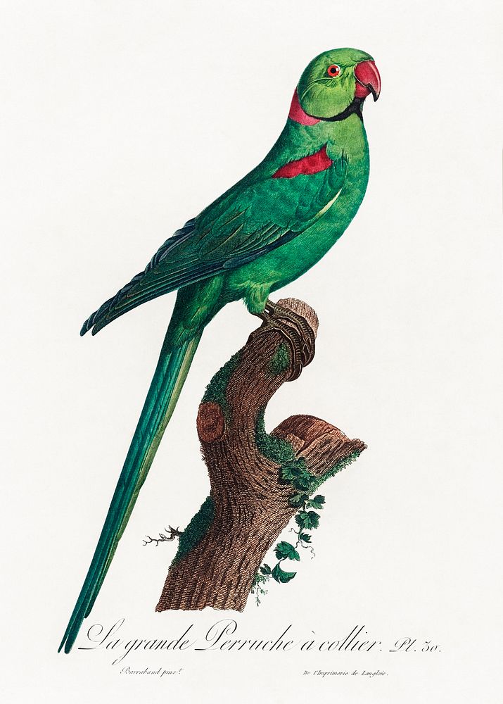 The Rose-Ringed Parakeet, Psittacula krameri from Natural History of Parrots (1801&mdash;1805) by Francois Levaillant.…