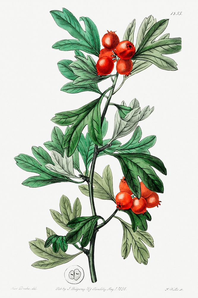 orocco hawthorn from Edwards&rsquo;s Botanical Register (1829&mdash;1847) by Sydenham Edwards, John Lindley, and James…