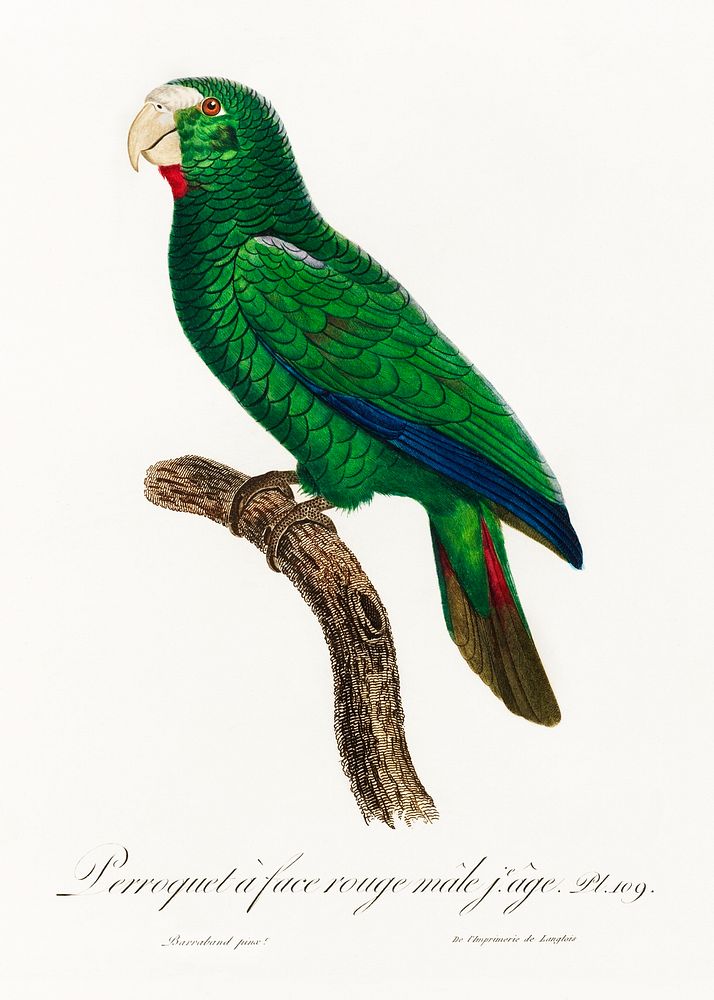 The Cuban Amazon, Amazona leucocephala, male from Natural History of Parrots (1801&mdash;1805) by Francois Levaillant.…