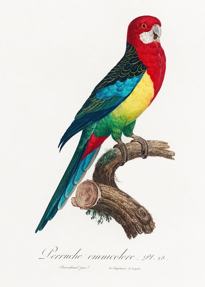 The Eastern Rosella, Platycercus eximius from Natural History of Parrots (1801&mdash;1805) by Francois Levaillant. Original…