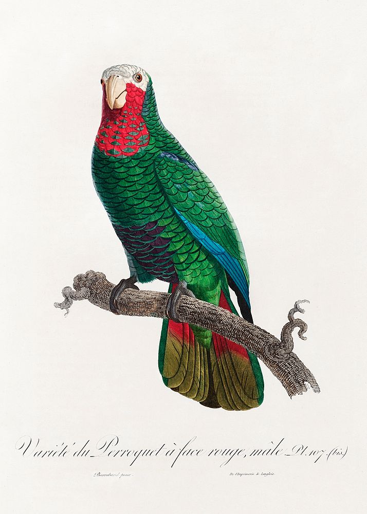 The Cuban Amazon (Amazona leucocephala) from Natural History of Parrots (1801&mdash;1805) by Francois Levaillant. Original…