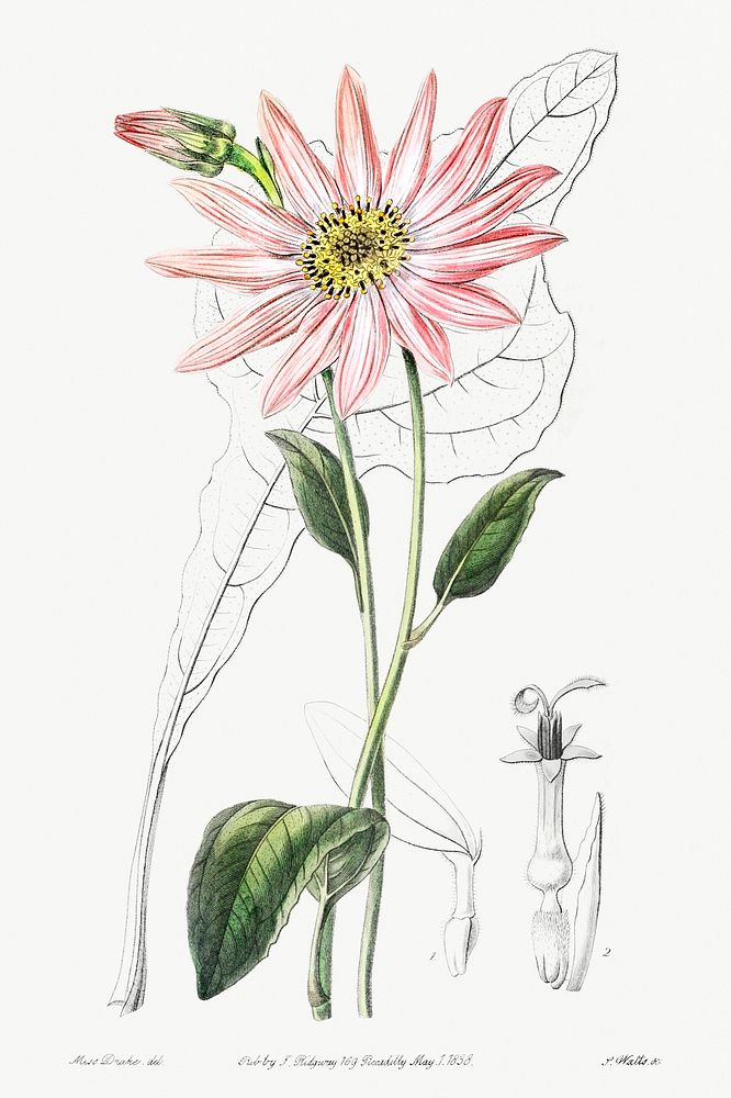 Mr. Dickson's echinacea from Edwards&rsquo;s Botanical Register (1829&mdash;1847) by Sydenham Edwards, John Lindley, and…