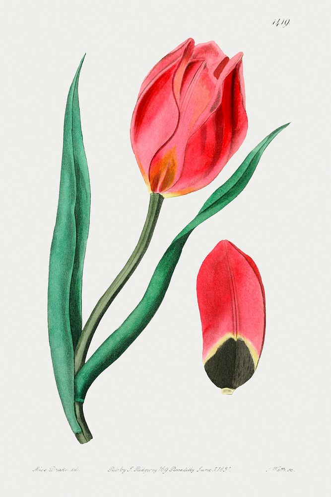 The Early Sun's Eye Tulip from Edwards&rsquo;s Botanical Register (1829&mdash;1847) by Sydenham Edwards, John Lindley, and…