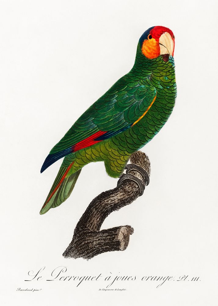 The Red-Lored Amazon, Amazona autumnalis from Natural History of Parrots (1801&mdash;1805) by Francois Levaillant. Original…