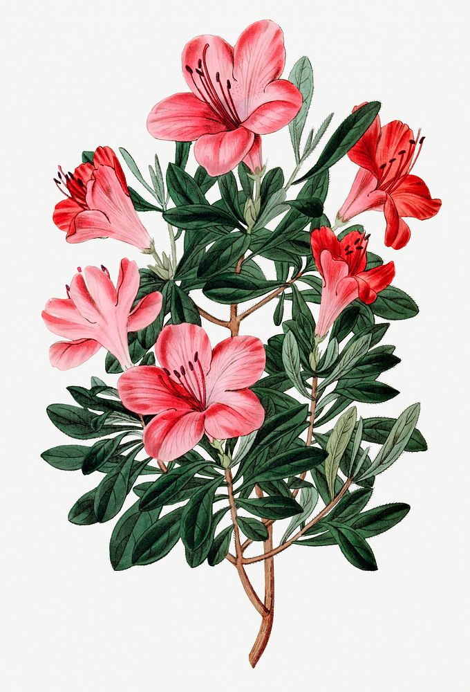 Vintage brick-red Chinese azalea flower | Premium PSD Illustration ...