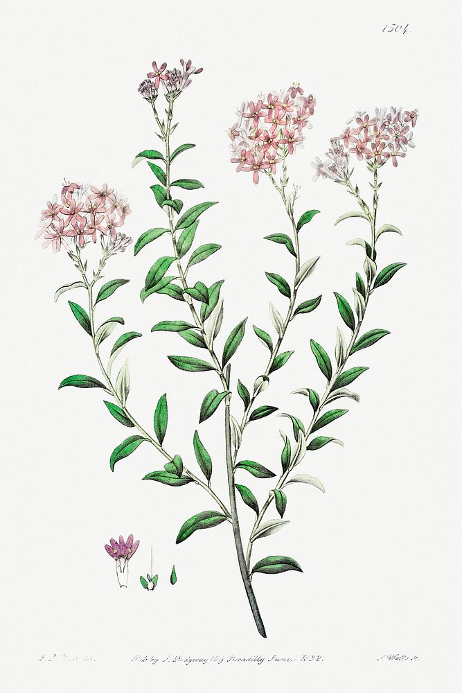 Dr. Gills selago from Edwards&rsquo;s Botanical Register (1829&mdash;1847) by Sydenham Edwards, John Lindley, and James…
