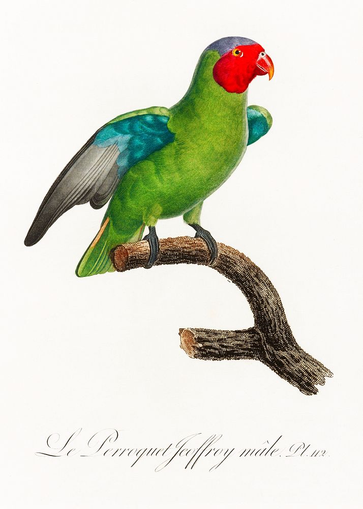 The Red-Cheeked Parrot, Geoffroyus geoffroyi, male from Natural History of Parrots (1801&mdash;1805) by Francois Levaillant.…