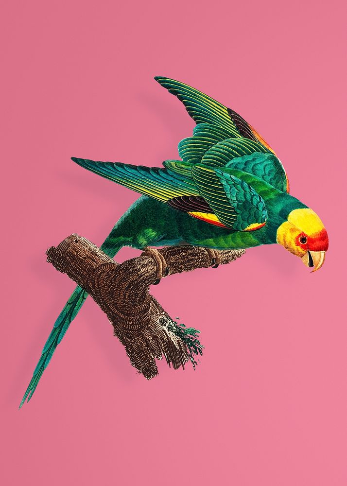 The Yellow-Crowned Parakeet illustration