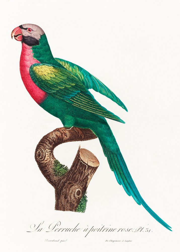 The Red-Breasted Parakeet, Psittacula alexandri from Natural History of Parrots (1801&mdash;1805) by Francois Levaillant.…