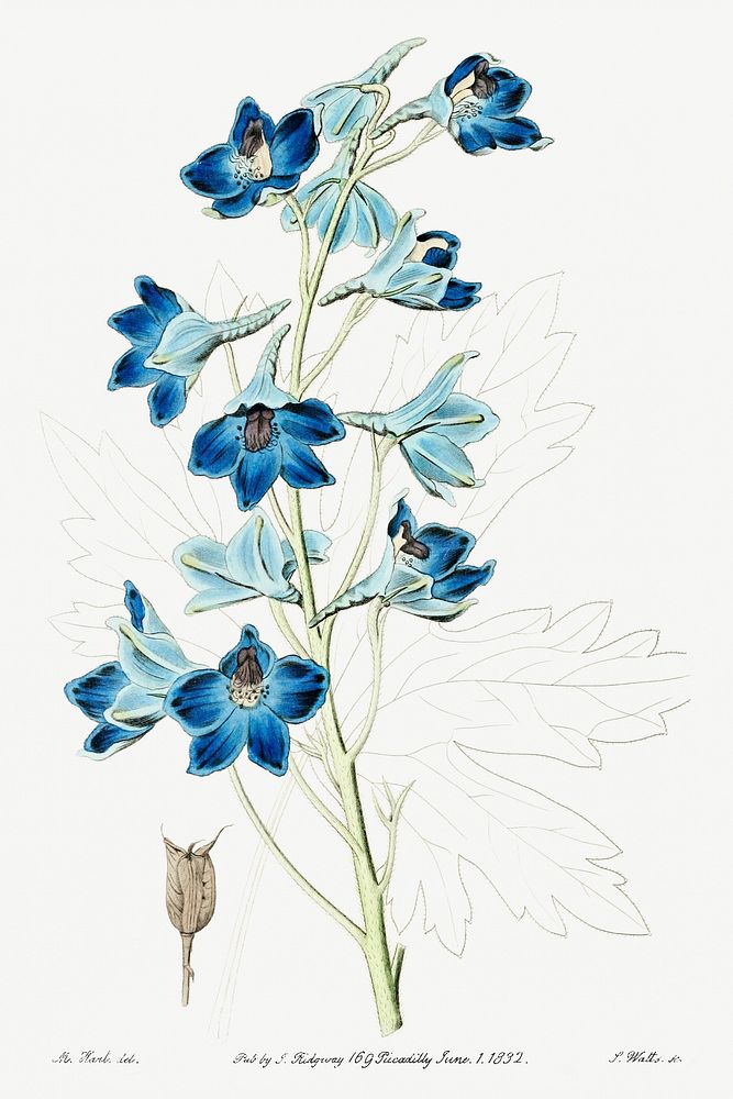 Shewy delphinium from Edwards&rsquo;s Botanical Register (1829&mdash;1847) by Sydenham Edwards, John Lindley, and James…