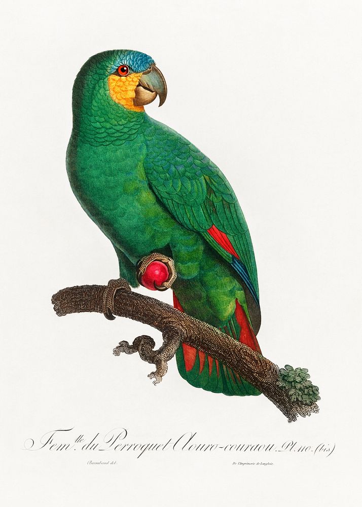 The Orange-Winged Amazon, Amazona amazonica from Natural History of Parrots (1801&mdash;1805) by Francois Levaillant.…