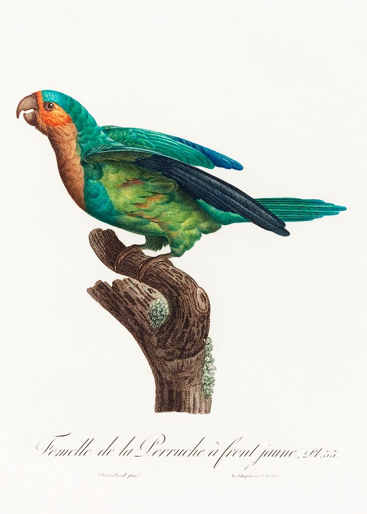 The Yellow-Crowned Parakeet, Cyanoramphus auriceps from Natural History of Parrots (1801&mdash;1805) by Francois Levaillant.…
