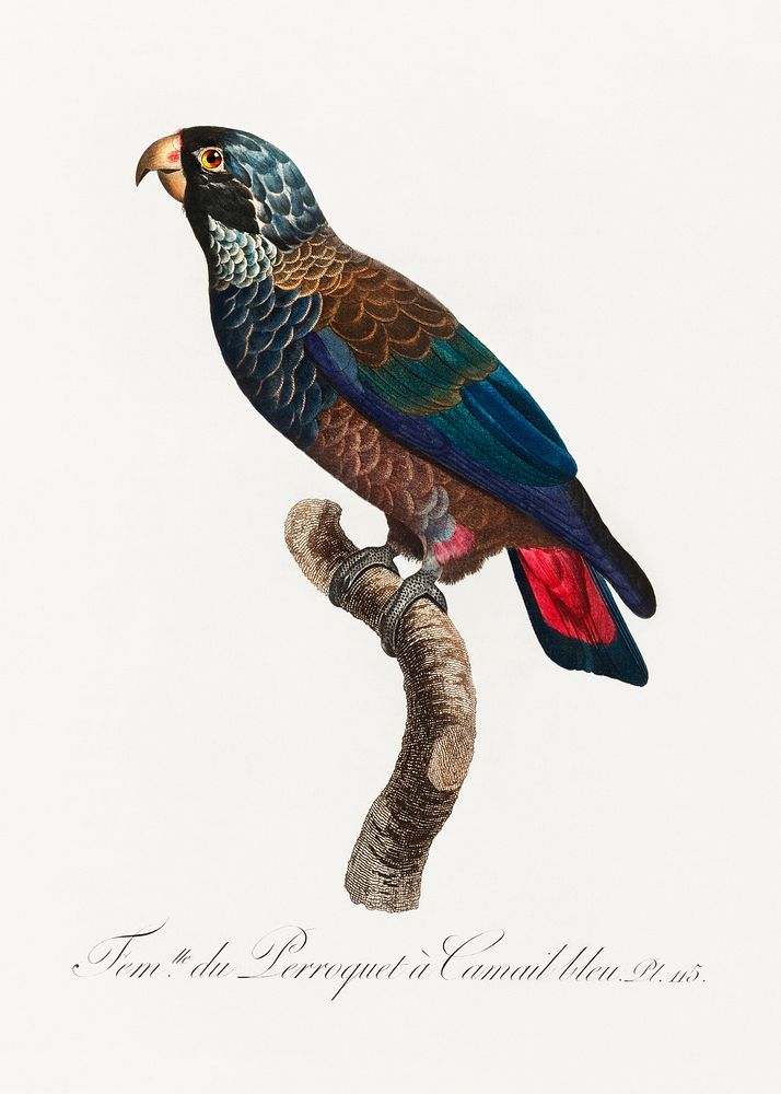 The Bronze-Winged Parrot, Pionus chalcopterus from Natural History of Parrots (1801&mdash;1805) by Francois Levaillant.…