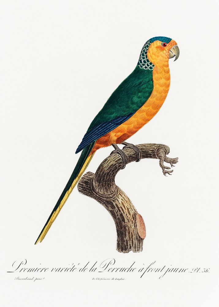The Yellow-Fronted Parakeet, Cyanoramphus auriceps from Natural History of Parrots (1801&mdash;1805) by Francois Levaillant.…