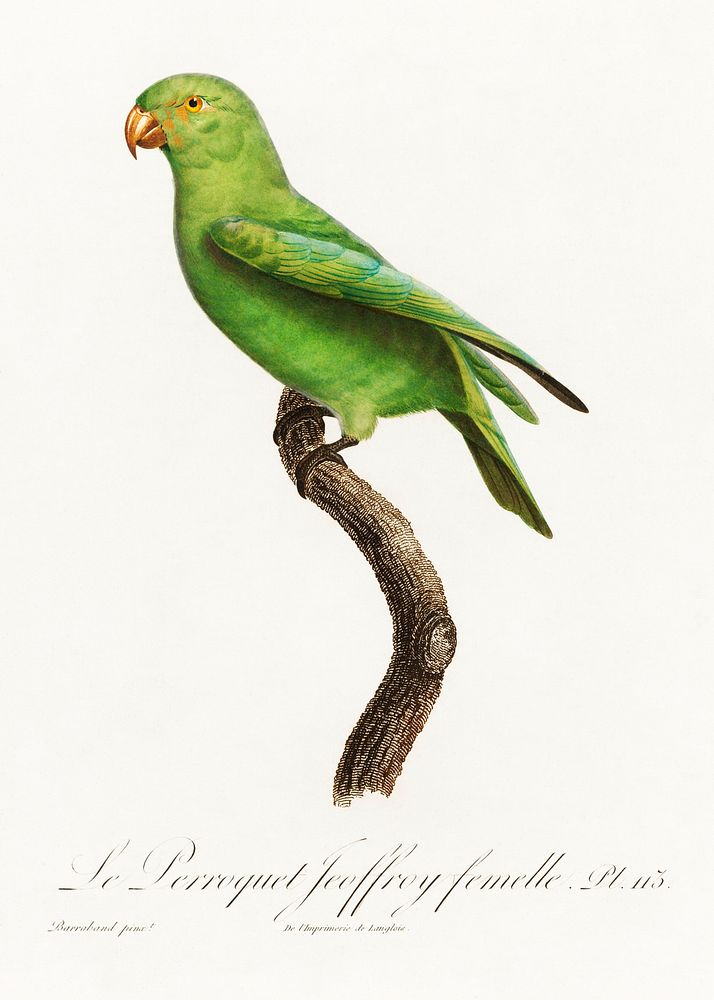 The Red-Cheeked Parrot, Geoffroyus geoffroyi, female from Natural History of Parrots (1801&mdash;1805) by Francois…