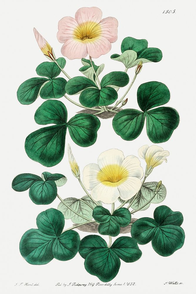 Variable oxalis from Edwards&rsquo;s Botanical Register (1829&mdash;1847) by Sydenham Edwards, John Lindley, and James…