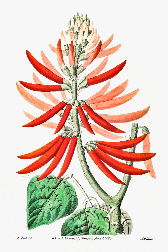 Naked-flowering Erythrina from Edwards&rsquo;s Botanical Register (1829&mdash;1847) by Sydenham Edwards, John Lindley, and…
