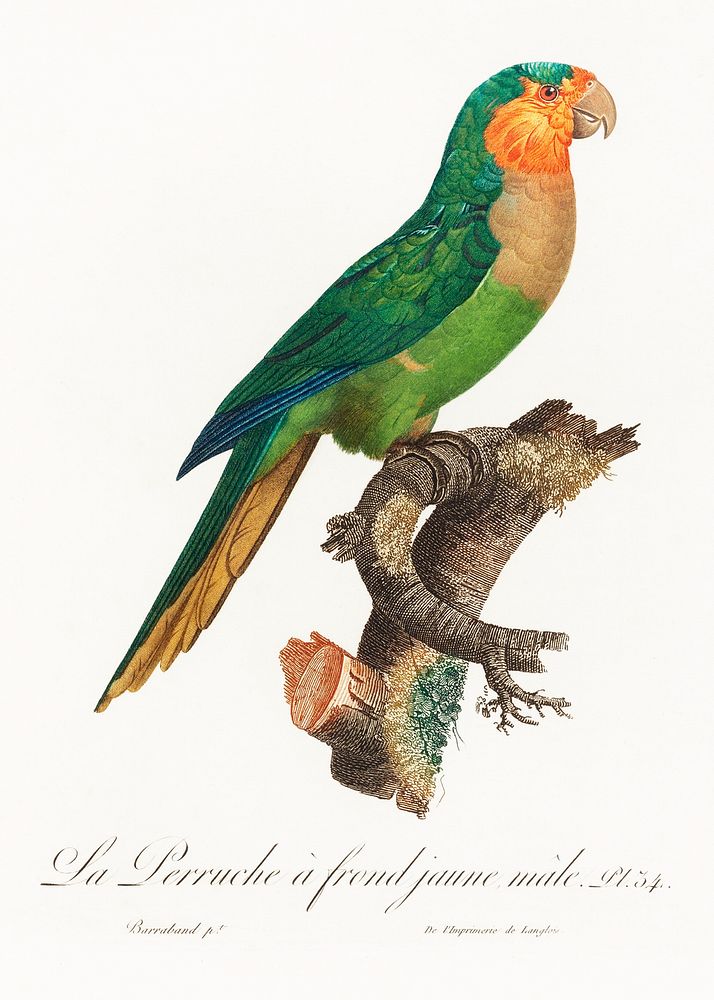 The Yellow-Headed Amazon, Amazona oratrix, male from Natural History of Parrots (1801&mdash;1805) by Francois Levaillant.…