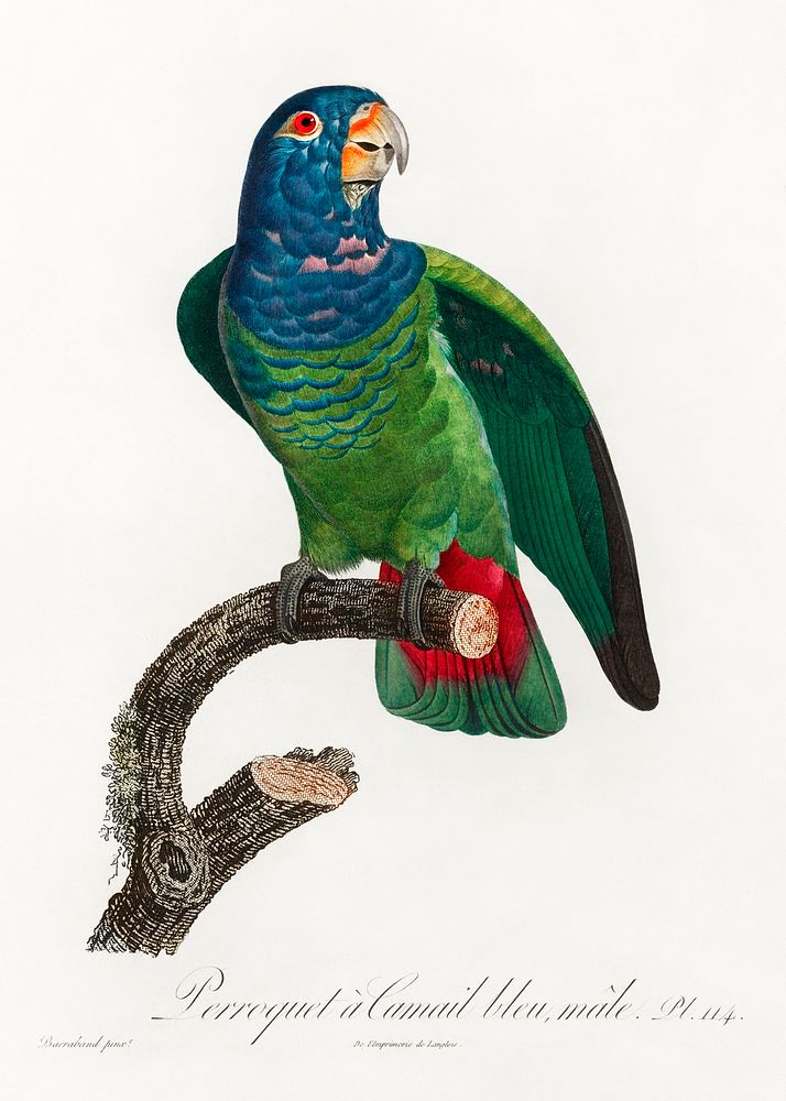 The Blue-Headed Parrot, Pionus menstruus from Natural History of Parrots (1801&mdash;1805) by Francois Levaillant. Original…