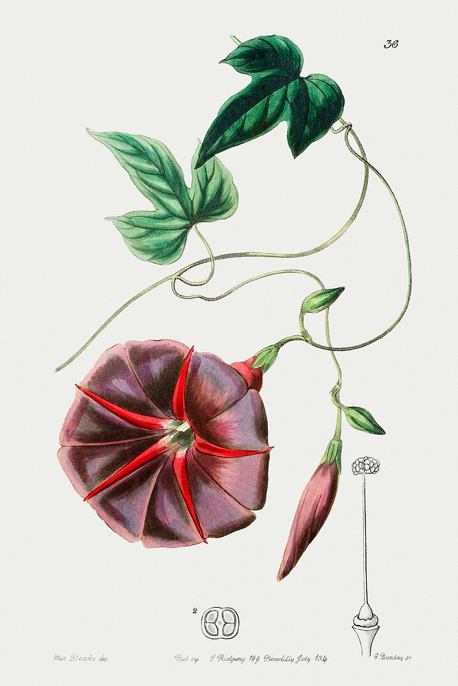The male jalap from Edwards&rsquo;s Botanical Register (1829&mdash;1847) by Sydenham Edwards, John Lindley, and James…