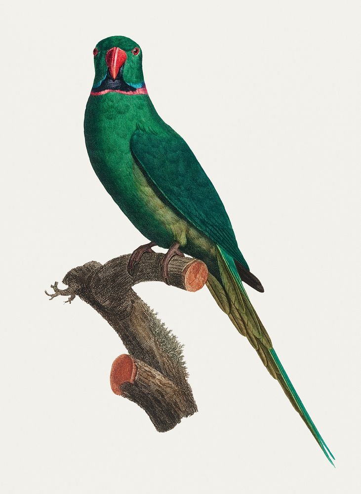 The Rose-Ringed Parakeet (Psittacula krameri) illustration