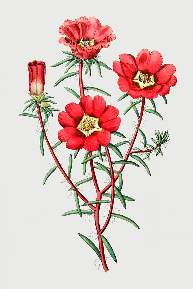 Vintage portulaca splendens flower branch for decoration