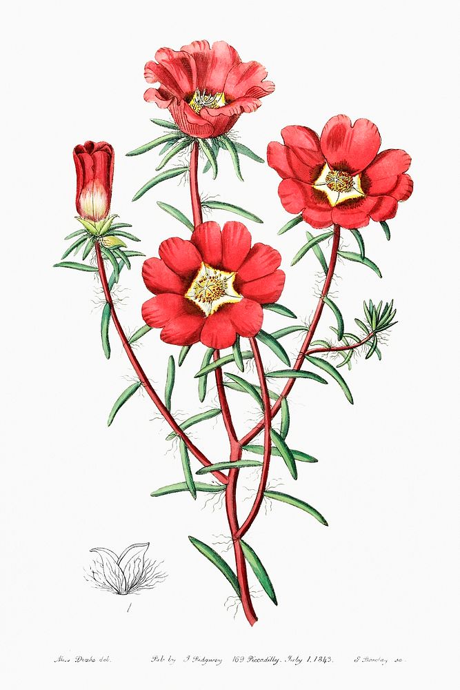 Portulaca splendens from Edwards&rsquo;s Botanical Register (1829&mdash;1847) by Sydenham Edwards, John Lindley, and James…