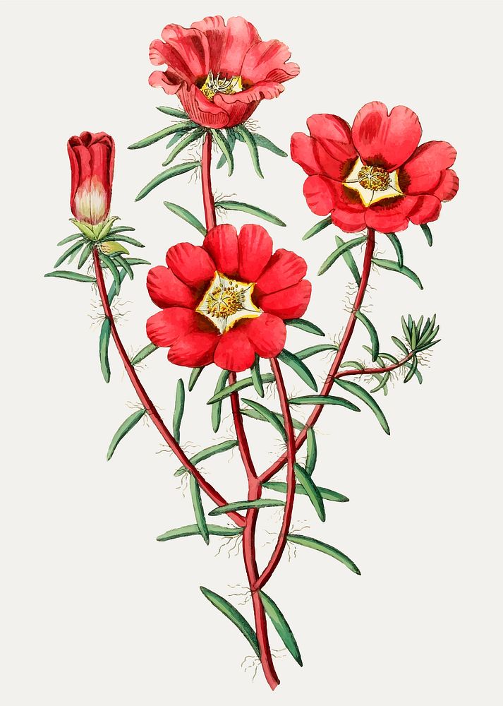 Vintage portulaca splendens flower branch for decoration