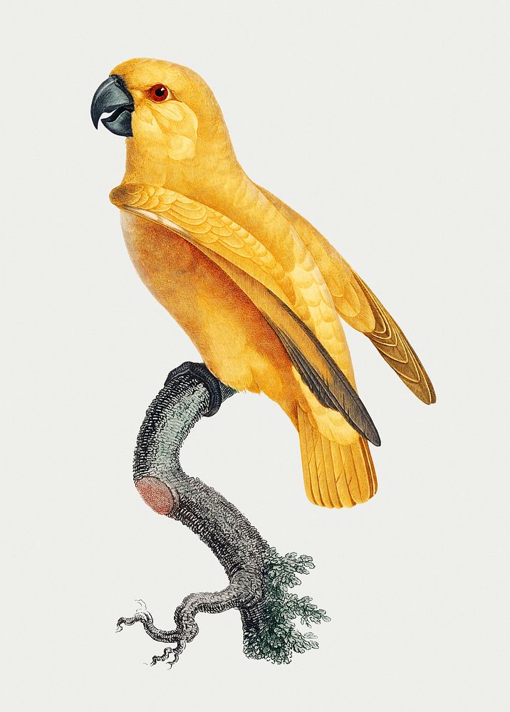 Rare yellow Senegal Parrot vintage illustration