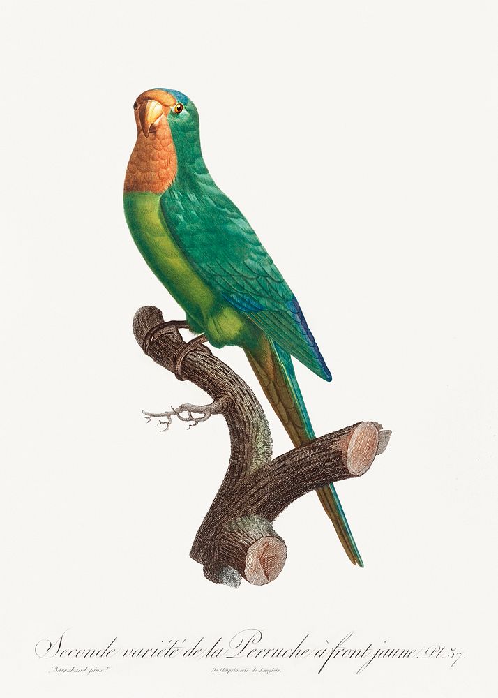 The brown-throated parakeet, Eupsittula pertinax from Natural History of Parrots (1801&mdash;1805) by Francois Levaillant.…
