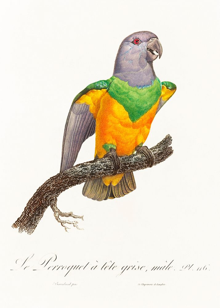Senegal Parrot from Natural History of Parrots (1801&mdash;1805) by Francois Levaillant. Original from the Biodiversity…