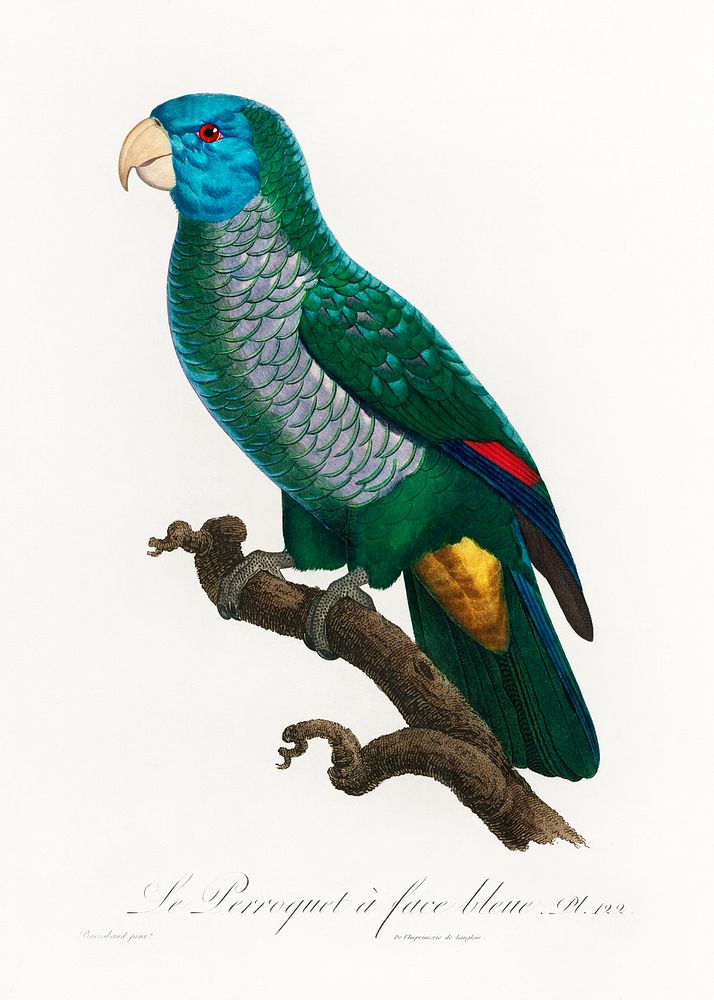 The Saint Lucia amazon, Amazona versicolor from Natural History of Parrots (1801&mdash;1805) by Francois Levaillant.…