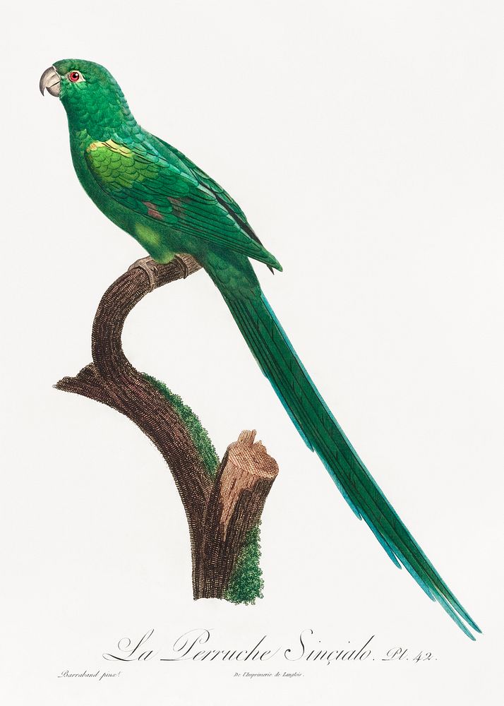 The Long-Tailed Parakeet, Psittacula longicauda from Natural History of Parrots (1801&mdash;1805) by Francois Levaillant.…