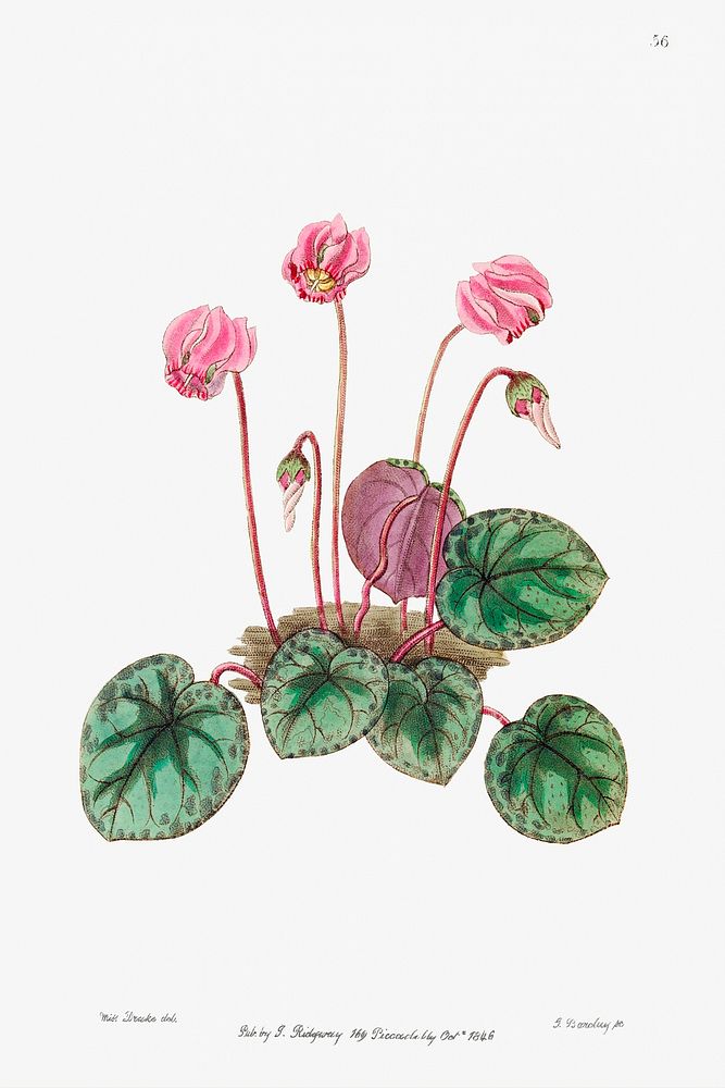 Shore cyclamen from Edwards&rsquo;s Botanical Register (1829&mdash;1847) by Sydenham Edwards, John Lindley, and James…