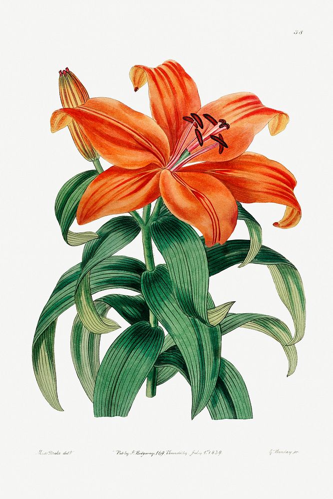 Thunberg's orange lily from Edwards&rsquo;s Botanical Register (1829&mdash;1847) by Sydenham Edwards, John Lindley, and…