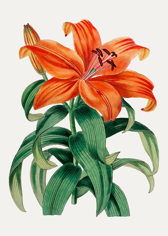 Vintage Thunberg's orange lily branch | Premium Vector Illustration ...